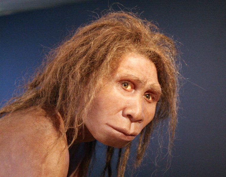manusia purba jenis pitecanthropus mojokertensis