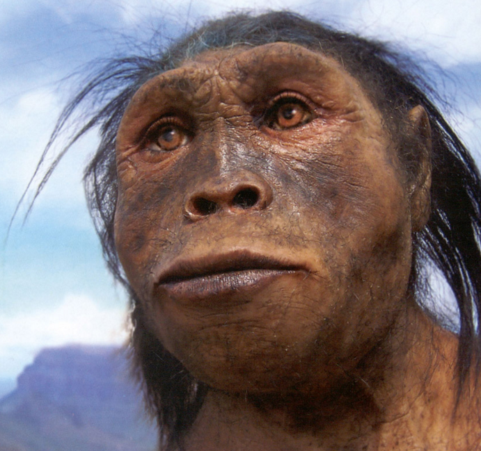 manusia purba jenis pitecanthropus robustus