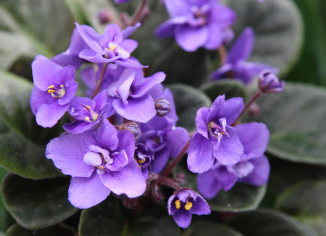 Tanaman hias bunga African violets