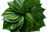 khasiat daun sirih bagi kesehatan