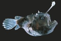 Si Ikan Anglerfish