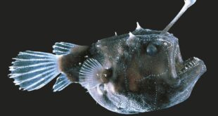 Si Ikan Anglerfish