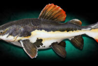 ikan redtail catfish