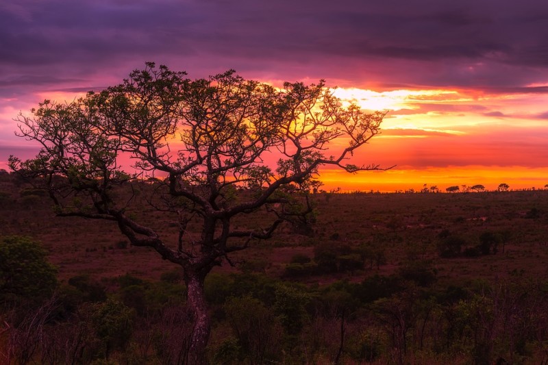 Pemandangan Senja Afrika