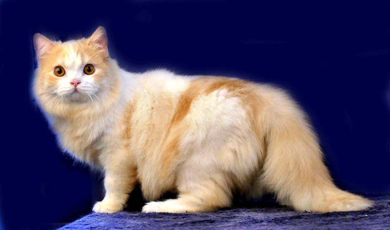 Kucing Persia Medium