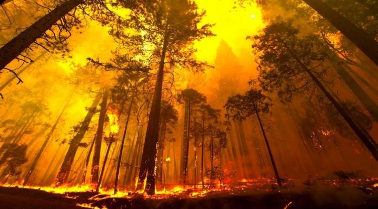 Pembakaran hutan pemanasan global