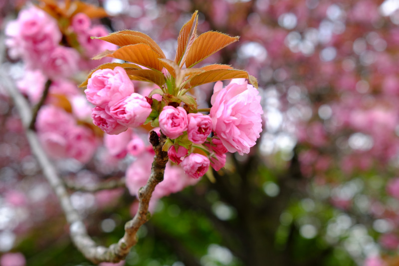 bunga sakura Kanzan