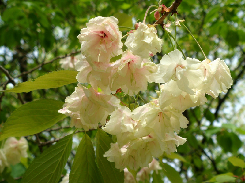 bunga sakura Ukon