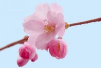 bunga sakura cherry blossoms