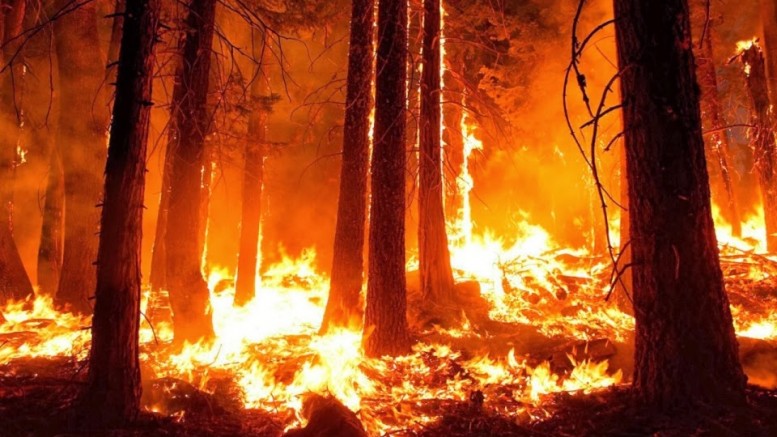 membakar hutan untuk membukka lahan