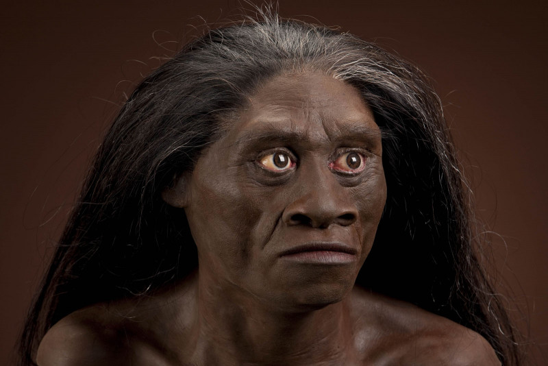 manusia purba jenis homo floresiensis