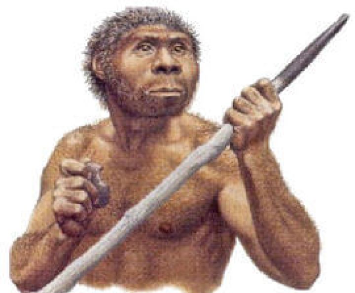 manusia purba jenis homo wajakensis