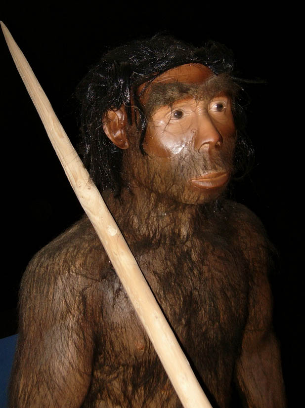 manusia purba jenis pitecanthropus erectus
